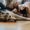Navigating Pet Policies in Washington DC Condominiums