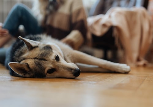 Navigating Pet Policies in Washington DC Condominiums